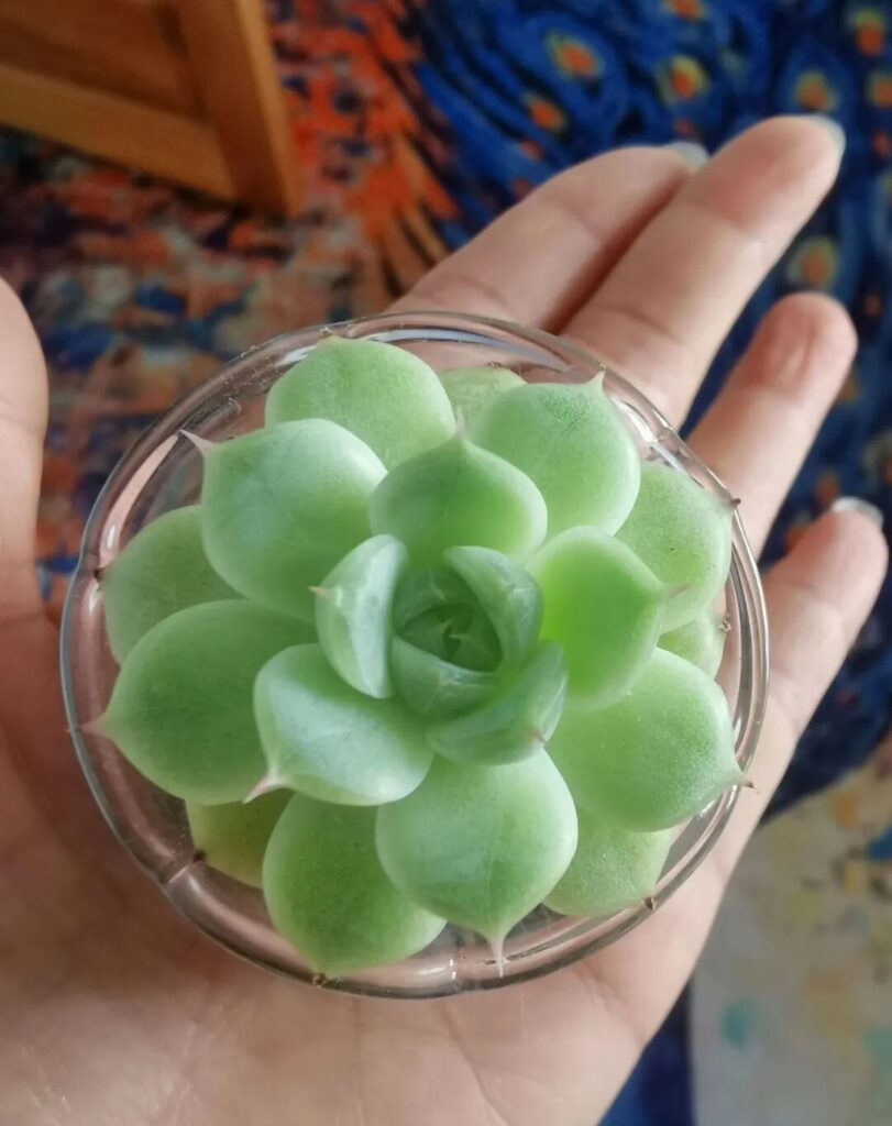 8 succulent care mistakes that are killing your plants 🌵