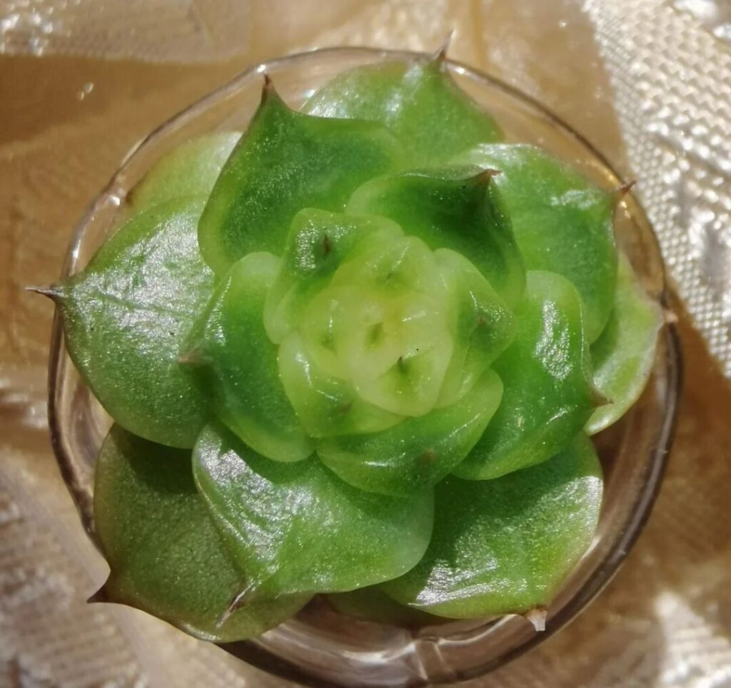 8 succulent care mistakes that are killing your plants 🌵