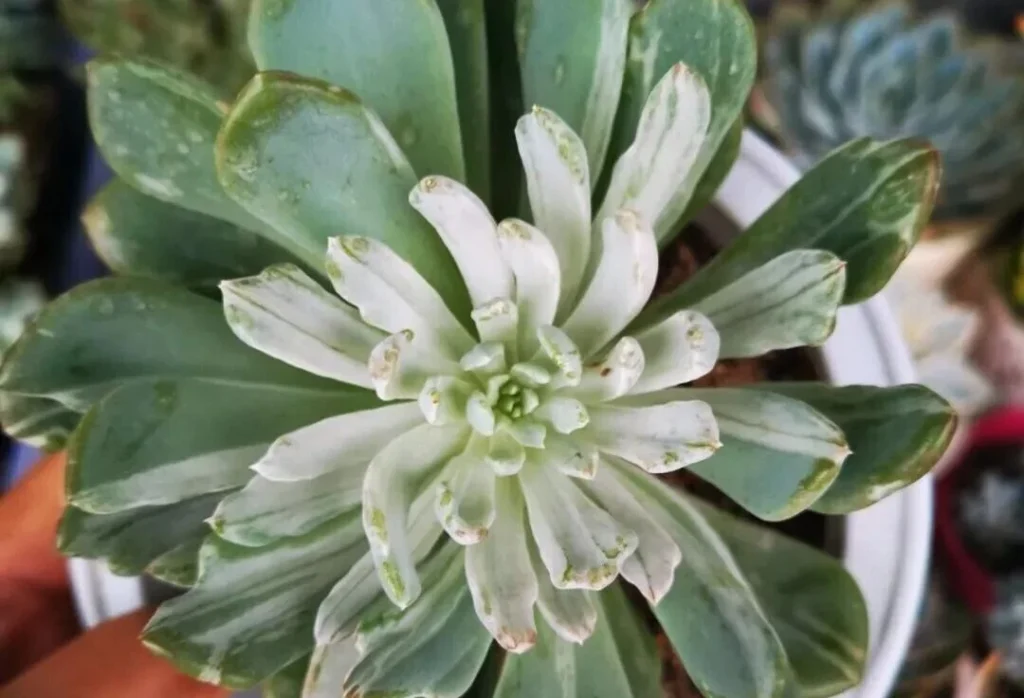 Top view of a variegated succulent with pale green and white leaves