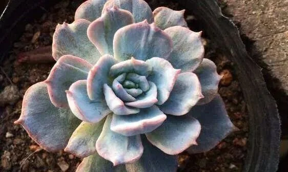 Close up of a blueish green succulent rosette in dark soil