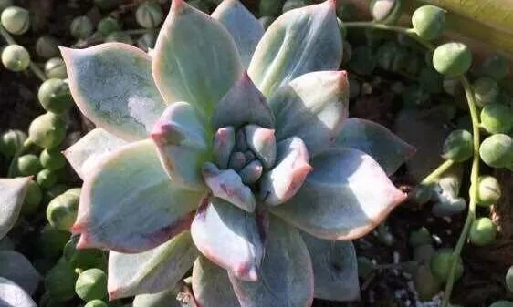 Succulent rosette with pointed leaves surrounded by string of pearls plant