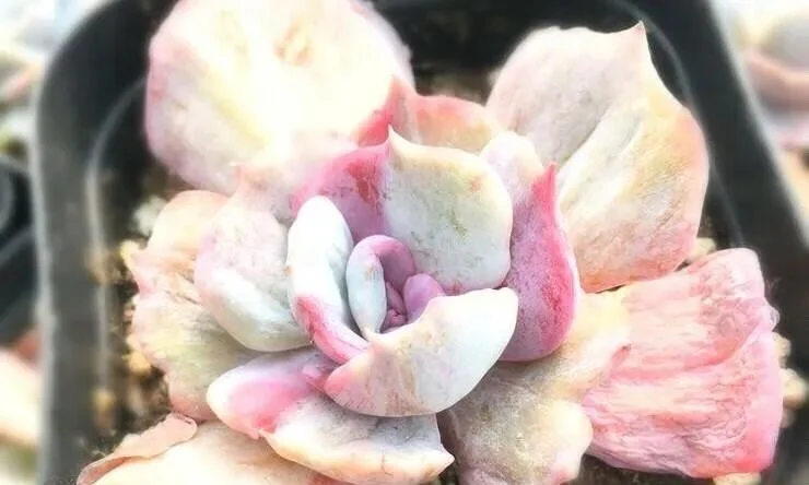 Close up of a pink and white variegated succulent plant
