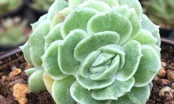 Light green succulent with fuzzy textured leaves in soil