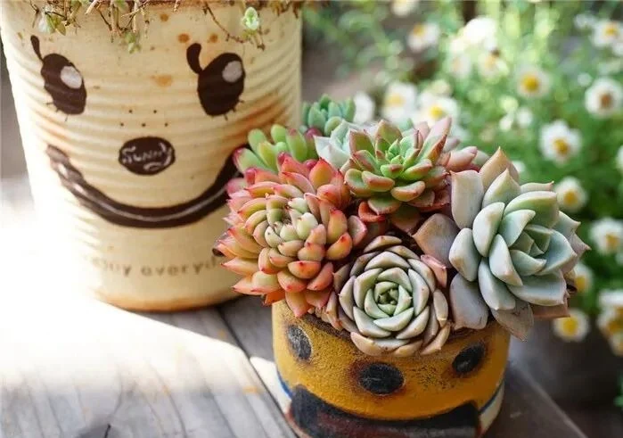 how to get rid of scale insects on succulents fast