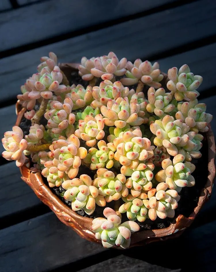 how to get rid of scale insects on succulents fast