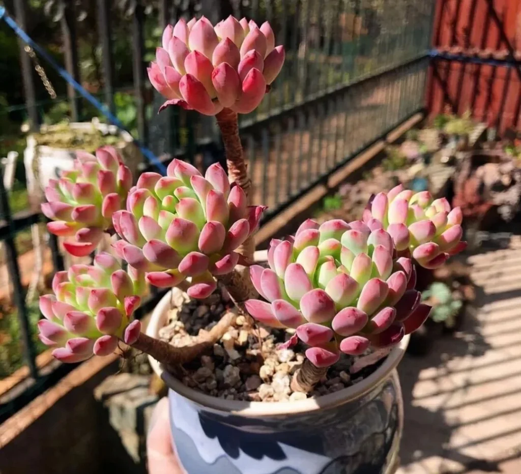 how to get rid of scale insects on succulents fast