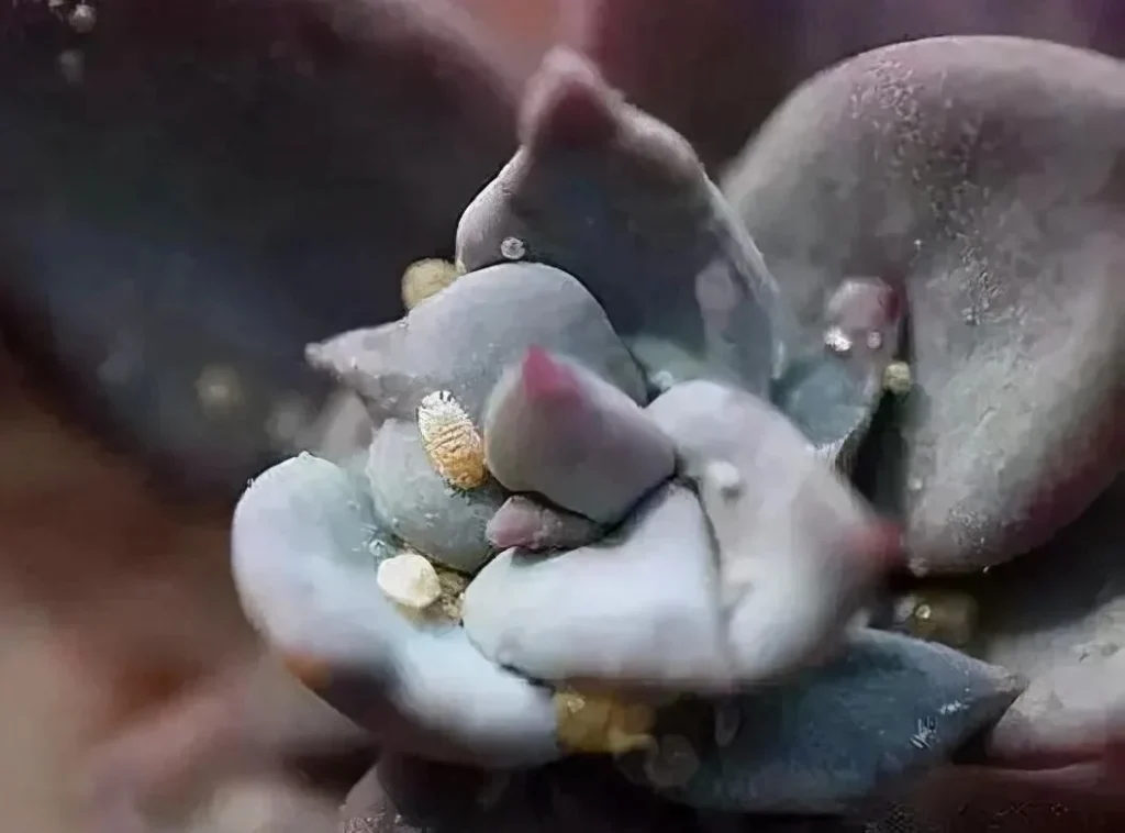 how to get rid of scale insects on succulents fast