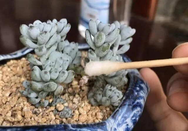 how to get rid of scale insects on succulents fast