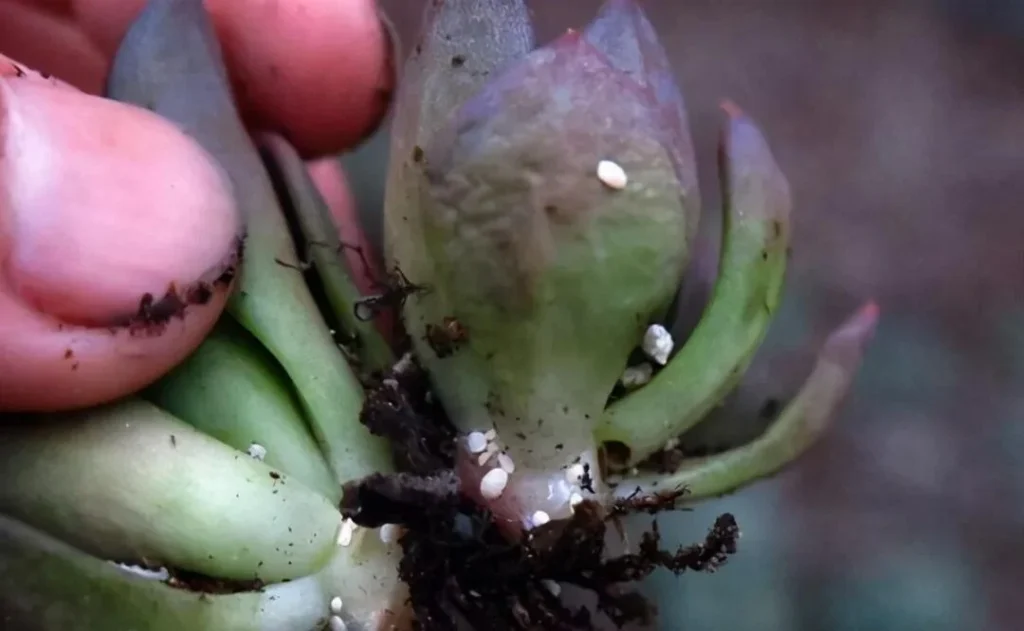 how to get rid of scale insects on succulents fast