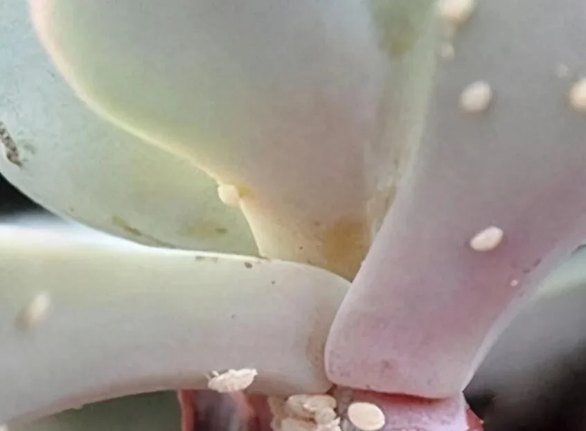 how to get rid of scale insects on succulents fast