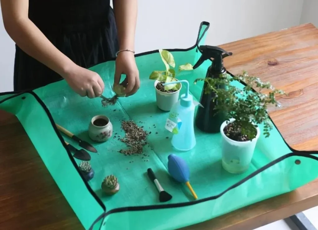 how to get rid of scale insects on succulents fast