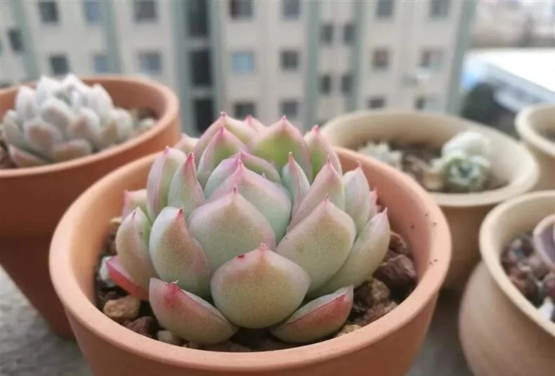 how to get rid of scale insects on succulents fast