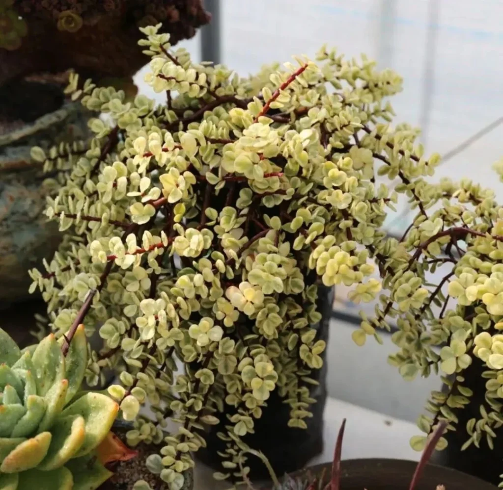 succulent summer care: essential tips to save your plants
