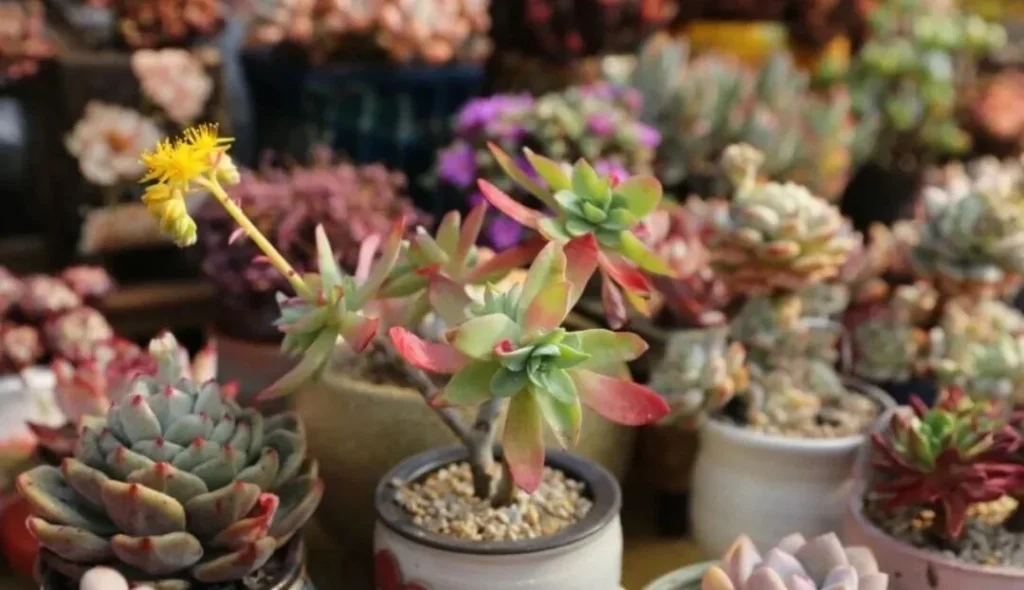 succulent summer care: essential tips to save your plants
