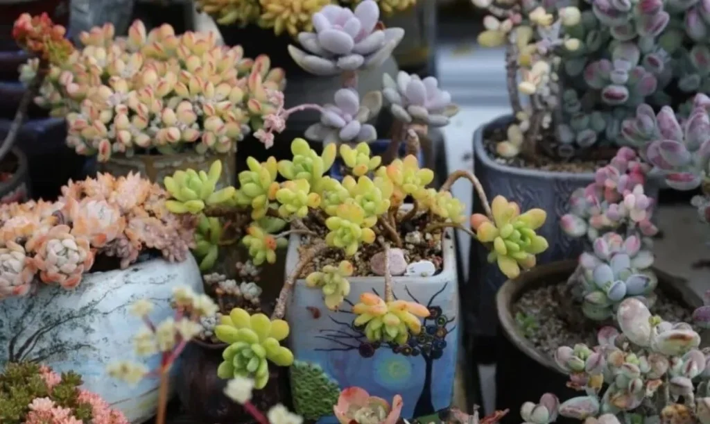 succulent summer care: essential tips to save your plants