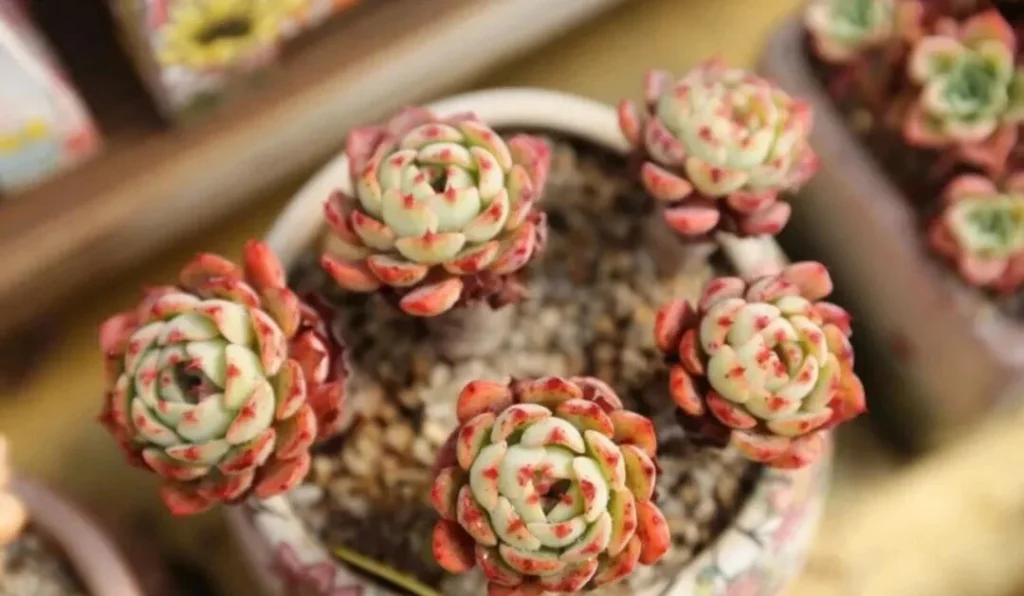 succulent summer care: essential tips to save your plants