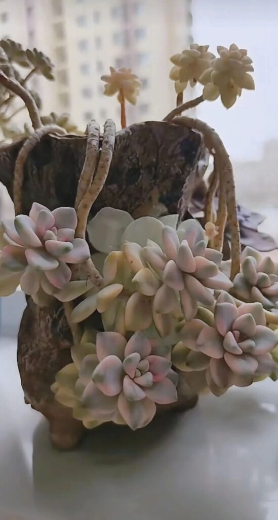 summer succulent care: 4 fatal mistakes you must avoid