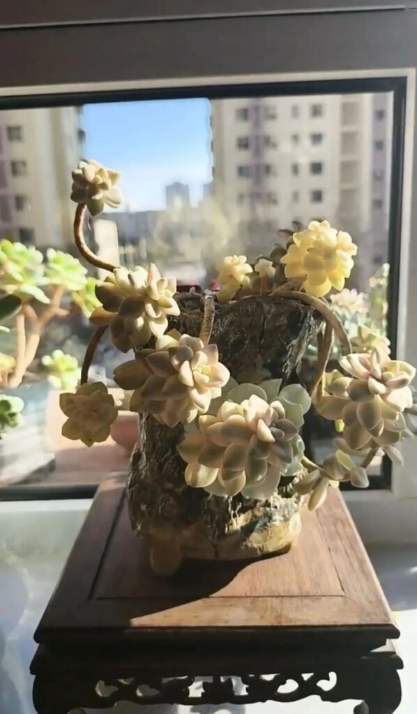 Summer Succulent Care: 4 Fatal Mistakes You Must Avoid