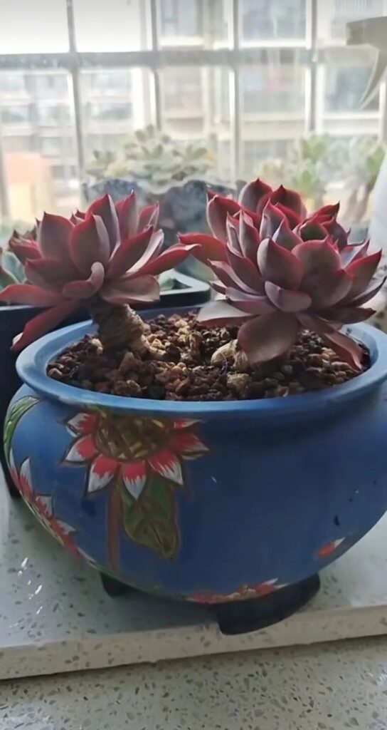 summer succulent care: 4 fatal mistakes you must avoid
