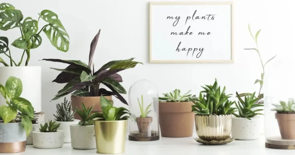 terracotta pots guide: pros, cons, and best plants to grow