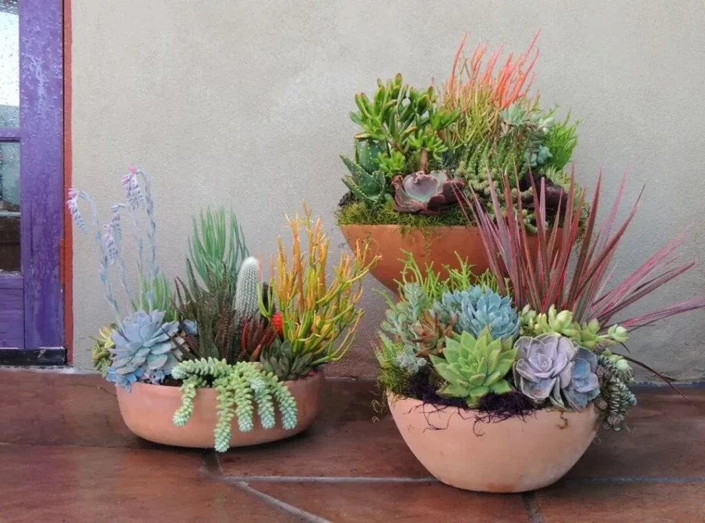 terracotta pots for plants: pros, cons, and care tips