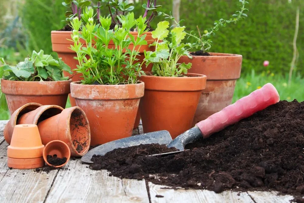 terracotta pots guide: pros, cons, and best plants to grow