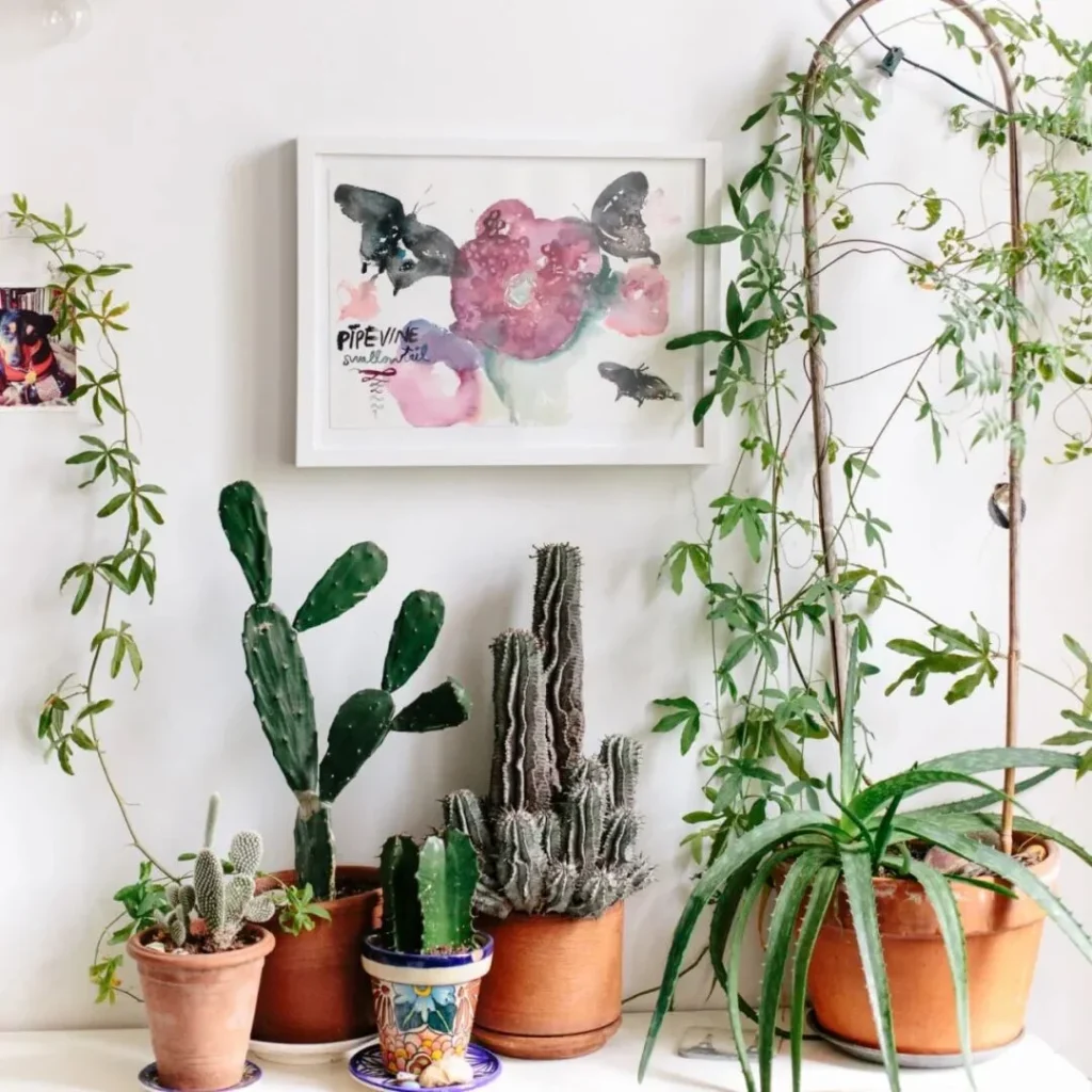 terracotta pots for plants: pros, cons, and care tips
