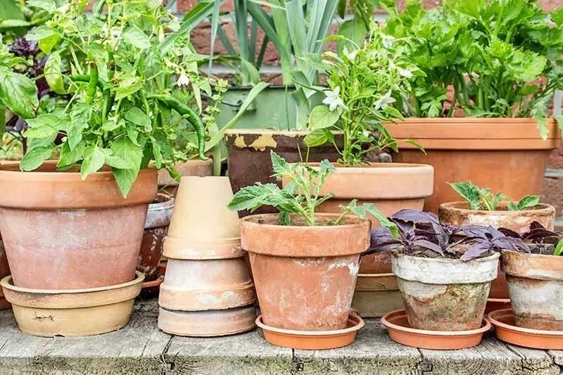 terracotta pots guide: pros, cons, and best plants to grow