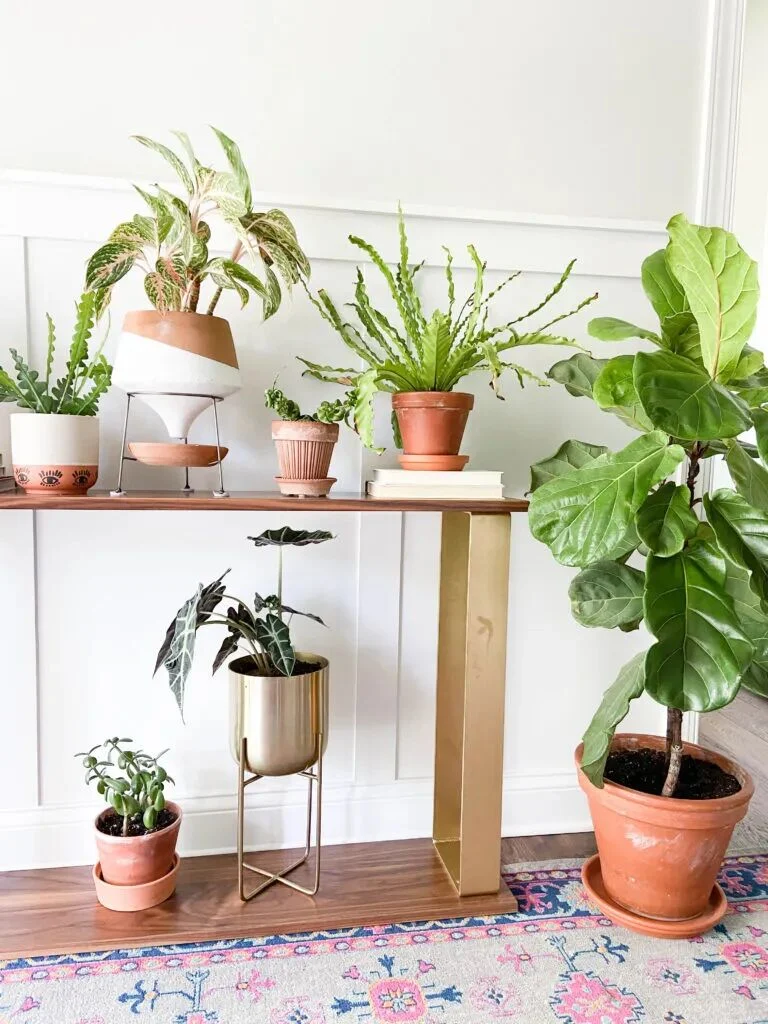 terracotta pots for plants: pros, cons, and care tips