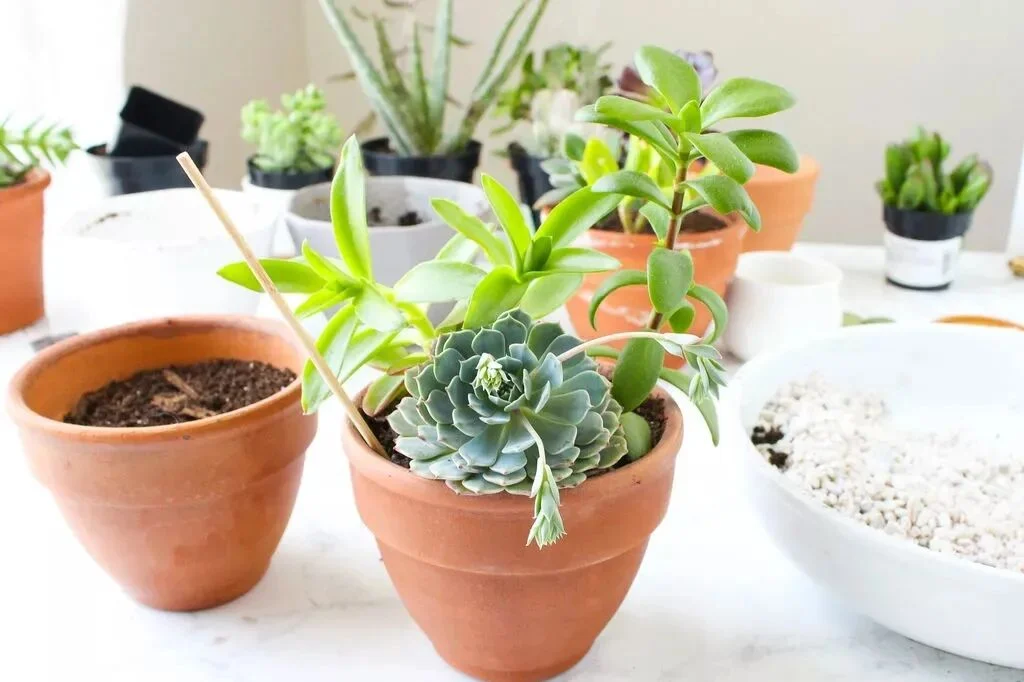 terracotta pots guide: pros, cons, and best plants to grow
