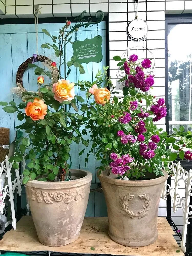 terracotta pots guide: pros, cons, and best plants to grow