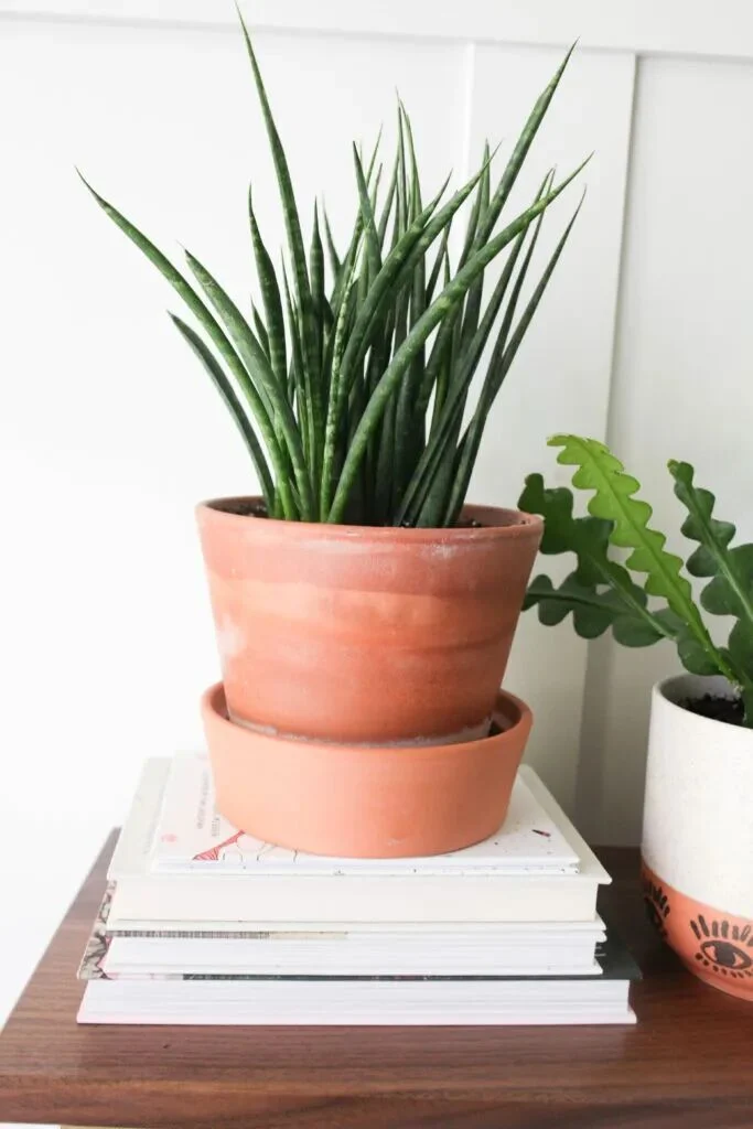 terracotta pots for plants: pros, cons, and care tips