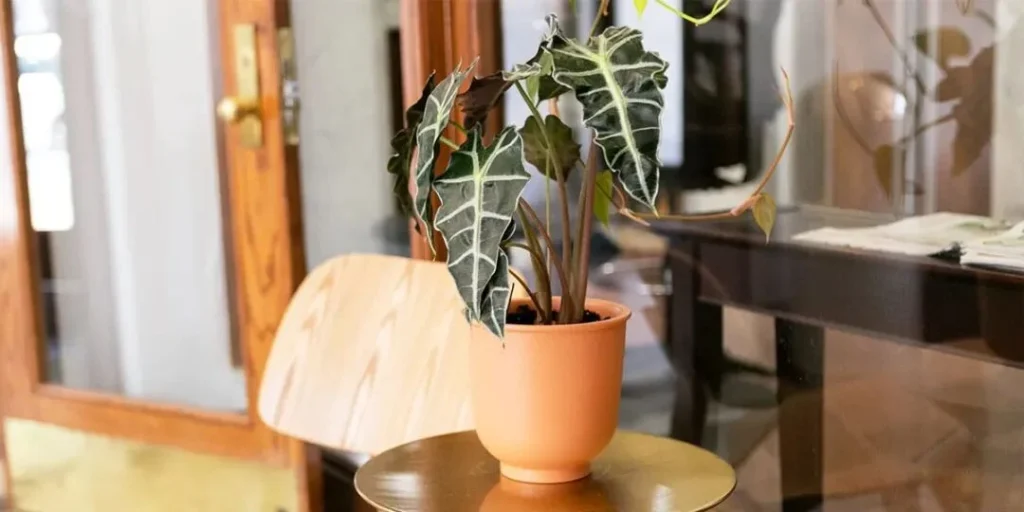 terracotta pots for plants: pros, cons, and care tips