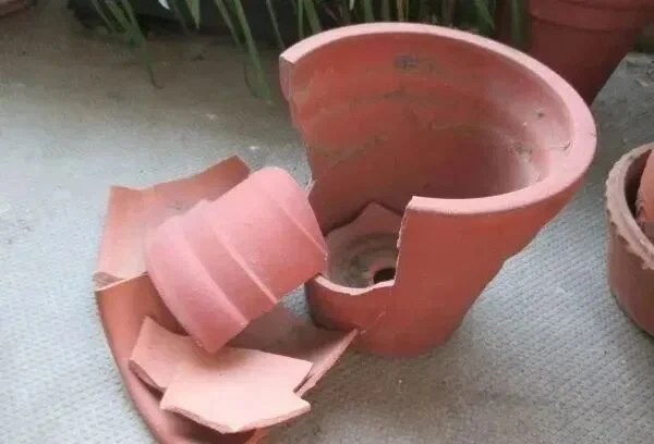 terracotta pots guide: pros, cons, and best plants to grow