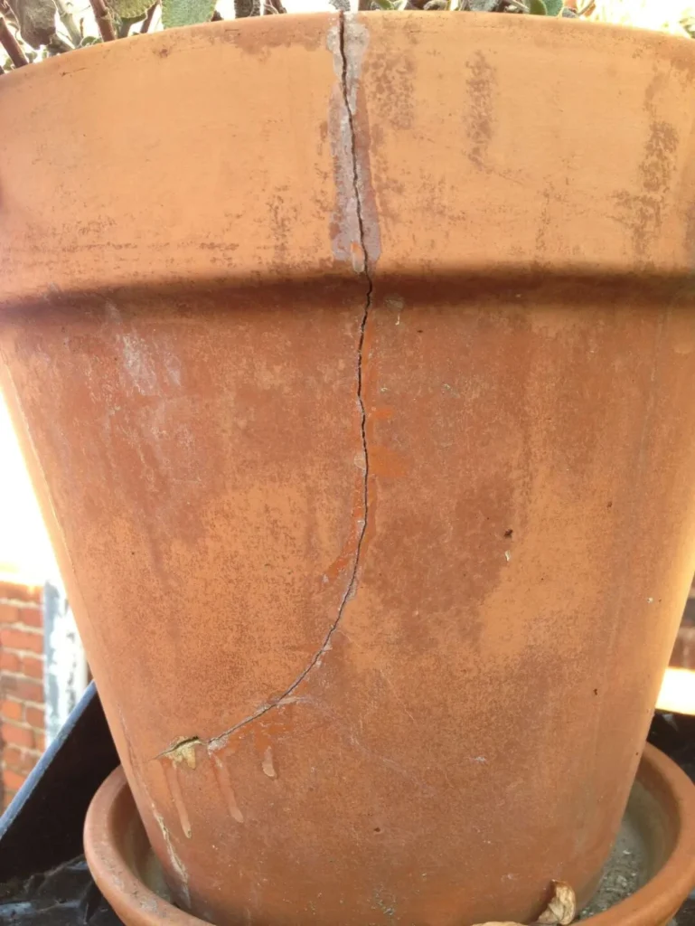 terracotta pots for plants: pros, cons, and care tips