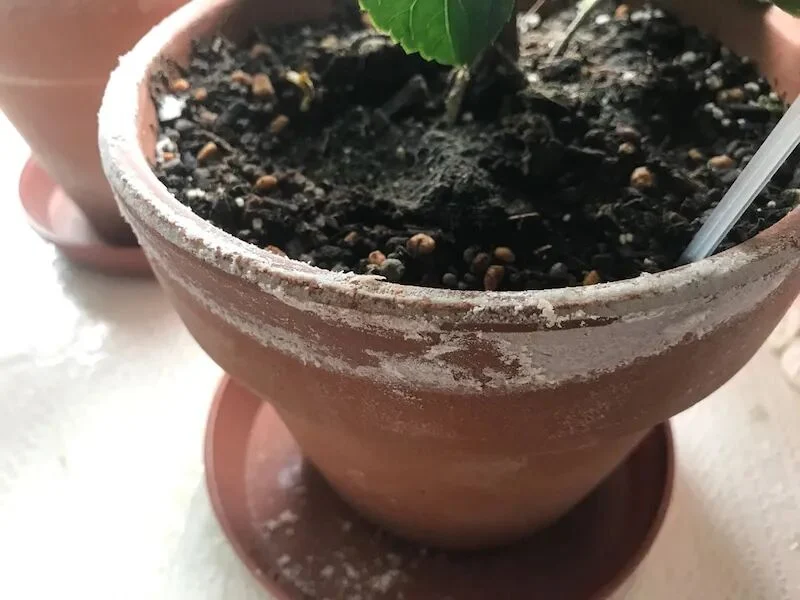 terracotta pots guide: pros, cons, and best plants to grow