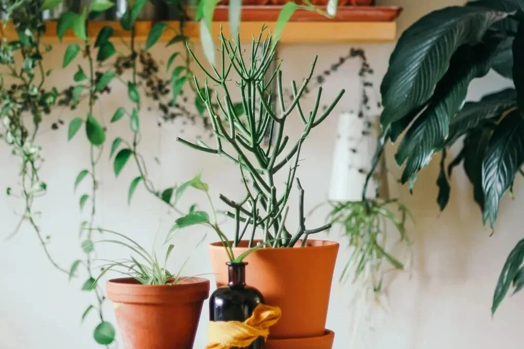 terracotta pots for plants: pros, cons, and care tips