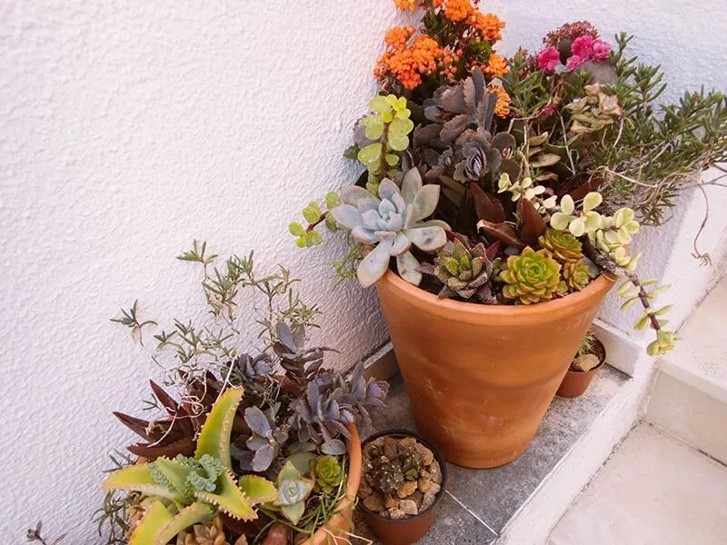 terracotta pots for plants: pros, cons, and care tips