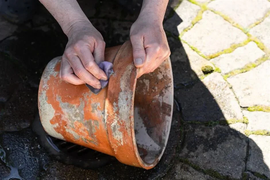 terracotta pots for plants: pros, cons, and care tips