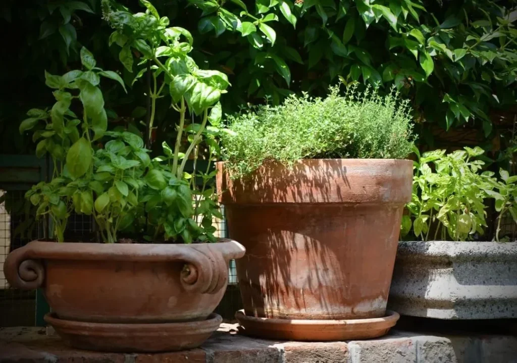 terracotta pots for plants: pros, cons, and care tips