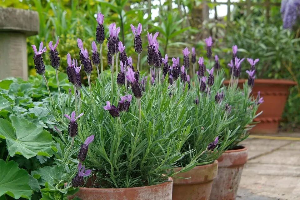terracotta pots for plants: pros, cons, and care tips