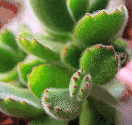 Weird Succulents: Discover Bizarre and Unique Plant Shapes