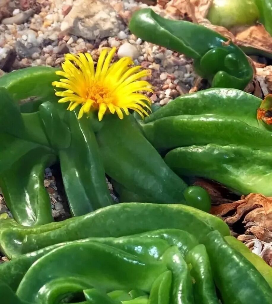 weird succulents: discover bizarre and unique plant shapes