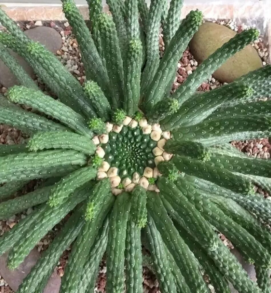 weird succulents: discover bizarre and unique plant shapes