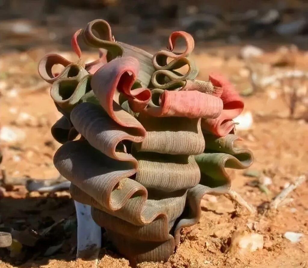 weird succulents: discover bizarre and unique plant shapes