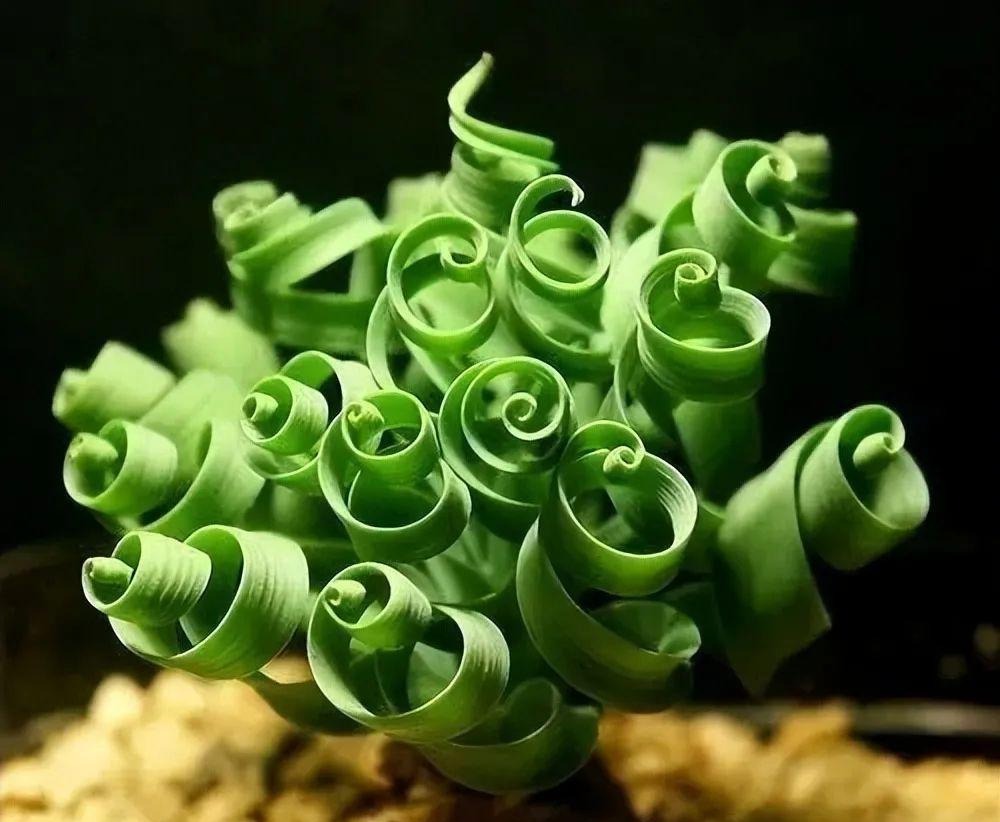 weird succulents: discover bizarre and unique plant shapes