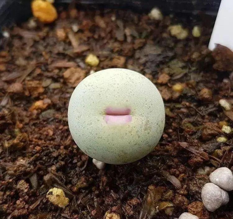 weird succulents: discover bizarre and unique plant shapes
