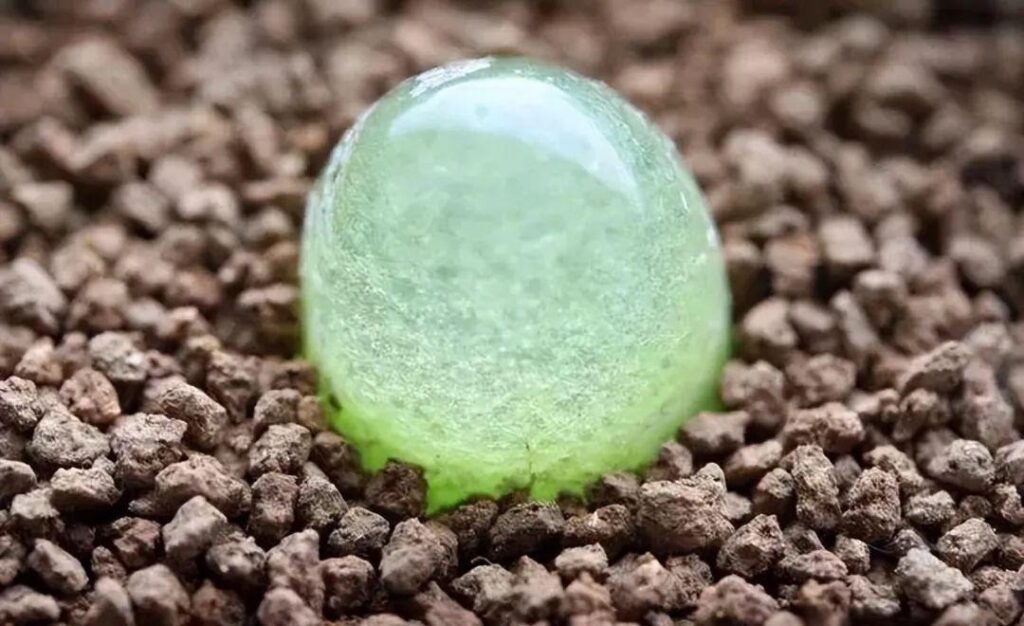 weird succulents: discover bizarre and unique plant shapes
