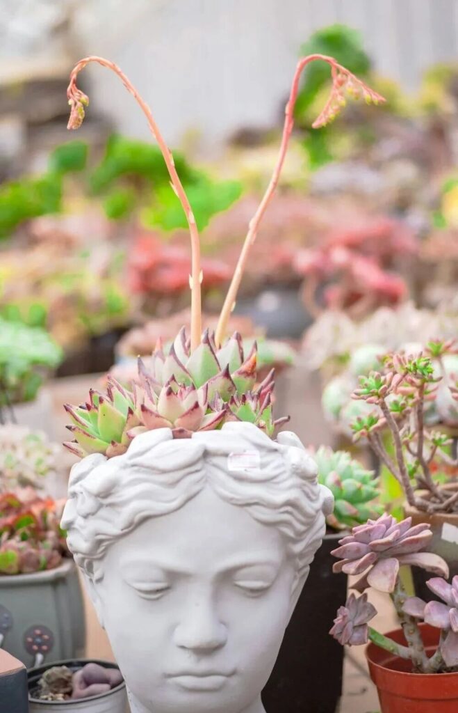 weird succulents: discover bizarre and unique plant shapes