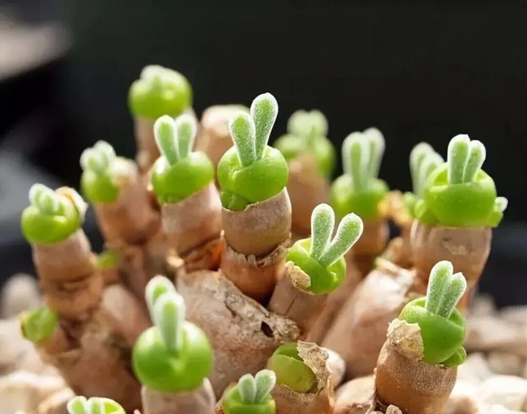 weird succulents: discover bizarre and unique plant shapes